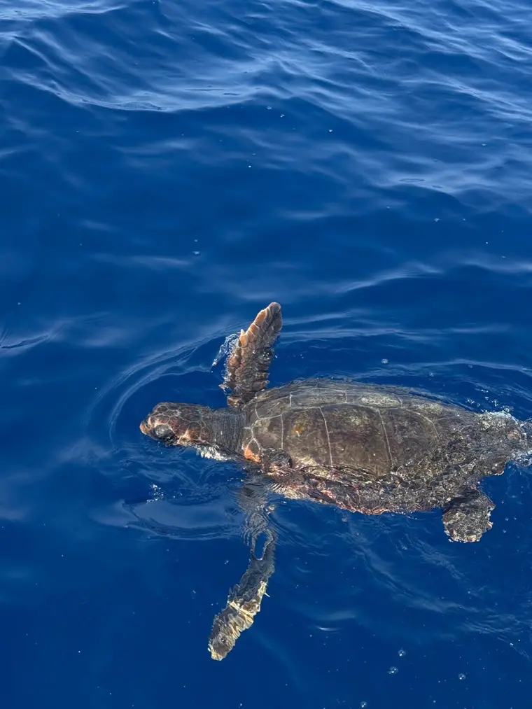 Special encounters on the open sea